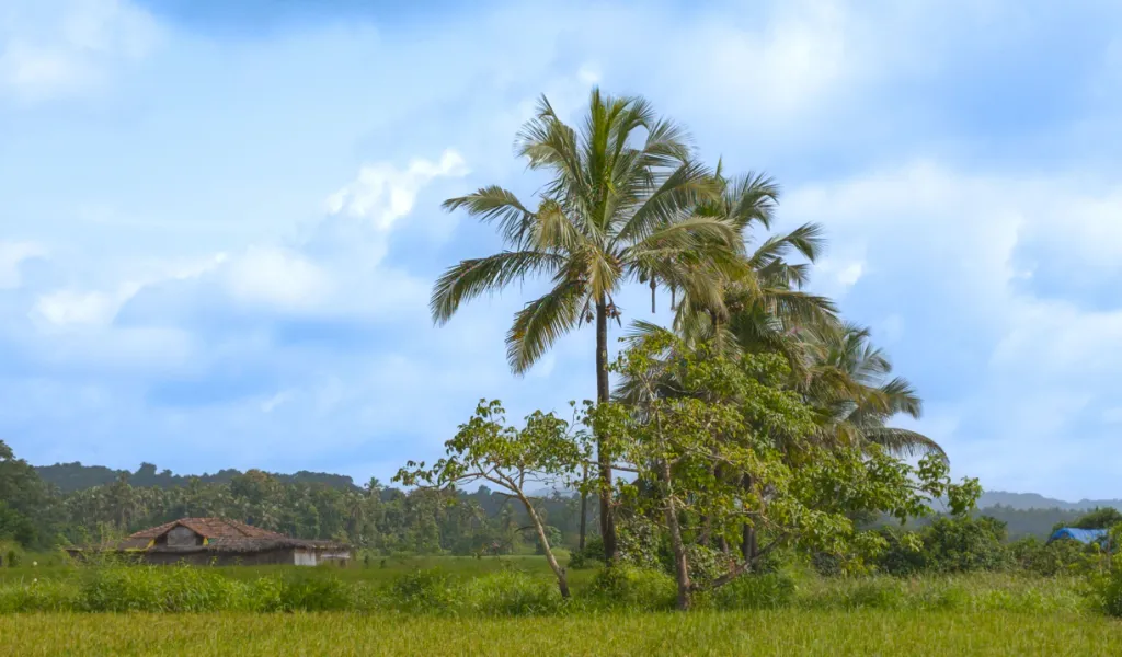 Chorão-Nature-Exploration-gallery-5