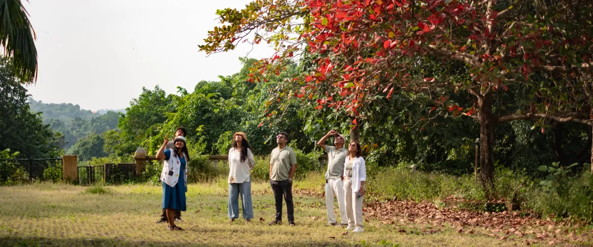 Group of five people standing in a grassy field, looking up at a tree with red leaves on a sunny day.